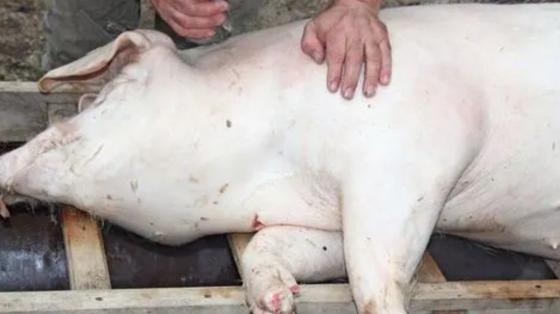 大连对种猪场私埋病死动物立案调查