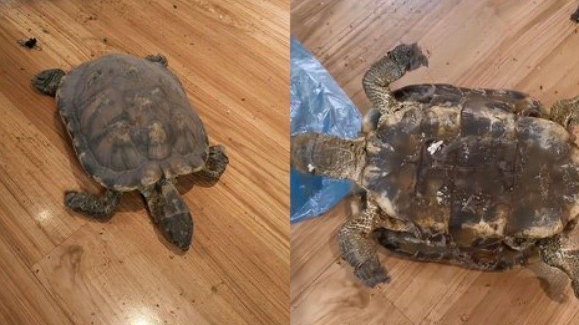 大扫除意外发现2009年失踪的乌龟
