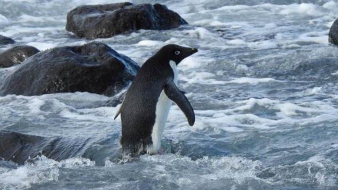 南极企鹅流浪3000公里在新西兰上岸